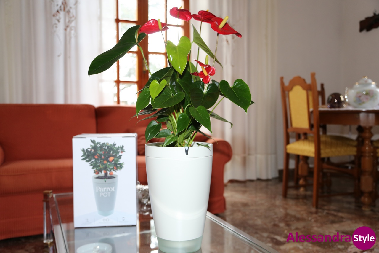 parrotpot001