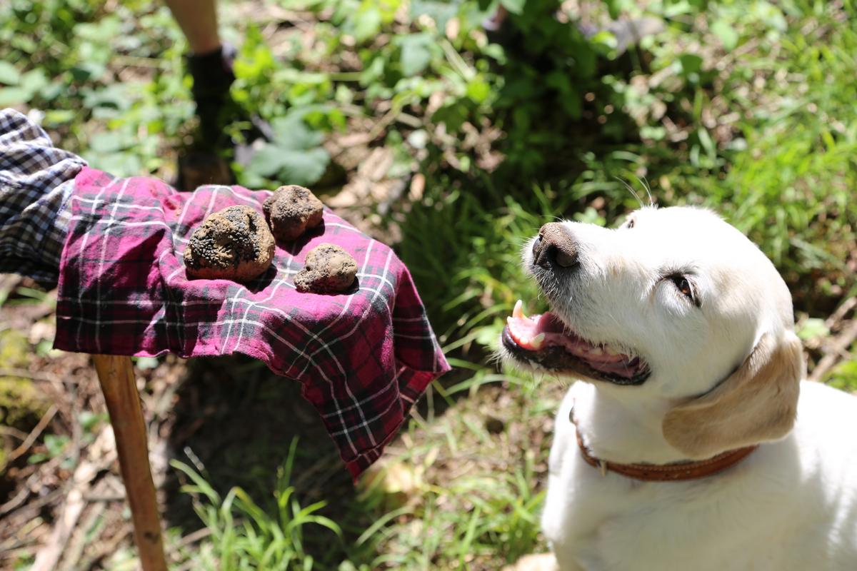 truffle tour